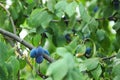 Ripe plums growing on tree in garden Royalty Free Stock Photo