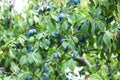 Ripe plums growing on tree in garden Royalty Free Stock Photo
