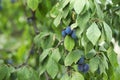 Ripe plums growing on tree in garden Royalty Free Stock Photo