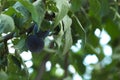 Ripe plums growing on tree in garden Royalty Free Stock Photo