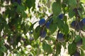 Ripe plums growing on tree in garden Royalty Free Stock Photo