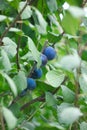 Ripe plums growing on tree in garden Royalty Free Stock Photo