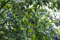 Ripe plums growing on tree in garden Royalty Free Stock Photo