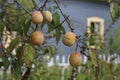 Ripe Plums hang on a Branch with Picket Fence in the Background Royalty Free Stock Photo