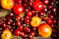 Ripe plums, nectarines and cherries in rustic pan Royalty Free Stock Photo