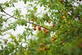 Ripe plums ripen on the branches in the garden