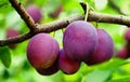 Ripe plums Royalty Free Stock Photo