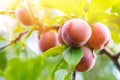 ripe plums on a tree branch in the orchard Royalty Free Stock Photo