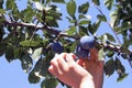 Ripe plums on the tree, picking plums in an orchard Royalty Free Stock Photo