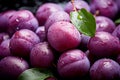 Ripe plums with water drops. Close-up. Juicy fruit In full screen. Many Ripe raw fruit