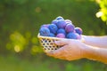 Ripe Plums in a wicker basket in the sun in the summer garden.Fresh plums set in hands. Farm organic fruits. plum Royalty Free Stock Photo