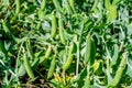 Ripe pods with garden peas from close Royalty Free Stock Photo