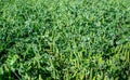 Ripe pods with garden peas in a large field Royalty Free Stock Photo