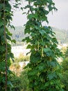 Ripe pods of kidney bean growing on farm. Bush with bunch of pods of haricot plant ripening Royalty Free Stock Photo