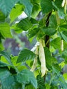 Ripe pods of kidney bean growing on farm. Bush with bunch of pods of haricot plant. Royalty Free Stock Photo