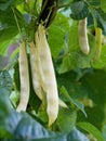 Ripe pods of kidney bean growing on farm. Bush with bunch of pods of haricot plant. Royalty Free Stock Photo