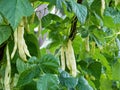 Ripe pods of kidney bean growing on farm. Bush with bunch of pods of haricot plant. Royalty Free Stock Photo