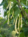 Ripe pods of kidney bean growing on farm. Bush with bunch of pods of haricot plant. Royalty Free Stock Photo