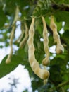 Ripe pods of kidney bean growing on farm. Bush with bunch of pods of haricot plant. Royalty Free Stock Photo