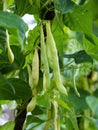 Ripe pods of kidney bean growing on farm. Bush with bunch of pods of haricot plant. Royalty Free Stock Photo