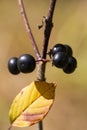 Ripe poisonous buckthorn berries Rhamnus frangula close-up