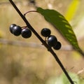 Ripe poisonous buckthorn berries Rhamnus frangula close-up
