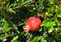 Ripe pomegranate