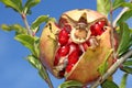 Ripe pomegranate Royalty Free Stock Photo