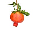Ripe pomegranate on branch Royalty Free Stock Photo