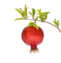 Ripe pomegranate on branch Royalty Free Stock Photo