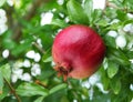 Ripe pomegranate on the branch. Royalty Free Stock Photo