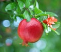 Ripe pomegranate on the branch. Royalty Free Stock Photo