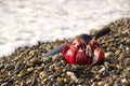 Ripe pomegranate fruit with bottle wine on the beach. Romantic day at the seaside Royalty Free Stock Photo