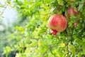 Ripe pomegranate fruit on branch in an orchard