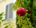 Ripe pomegranate fruit is growing in Mediterranean garden. Tree branch with fresh pomegranate Royalty Free Stock Photo