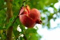 Ripe pomegranate fruit is growing in Mediterranean garden. branch with fresh pomegranate Royalty Free Stock Photo