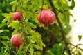 Ripe pomegranate fruit is growing in Mediterranean garden. Tree branch with fresh pomegranate Royalty Free Stock Photo