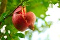 Ripe pomegranate fruit is growing in Mediterranean garden. branch with fresh pomegranate Royalty Free Stock Photo