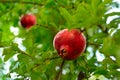 Ripe pomegranate fruit is growing in Mediterranean garden. branch with fresh pomegranate Royalty Free Stock Photo