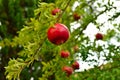 Ripe pomegranate fruit is growing in Mediterranean garden. branch with fresh pomegranate Royalty Free Stock Photo