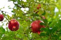 Ripe pomegranate fruit is growing in Mediterranean garden. Tree branch with pomegranate Royalty Free Stock Photo