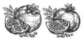 Ripe pomegranate fruit, isolated on white background. Hand drawn vintage sketch illustration engraving style