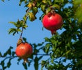 Ripe pomegranate fruit on the tree against the blue sky. Royalty Free Stock Photo