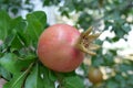 pomegranate fruit on a tree branch