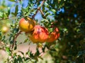 Ripe Pomegranate Fruit on Tree Branch. Royalty Free Stock Photo