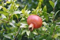 Ripe pomegranate fruit on tree branch Royalty Free Stock Photo