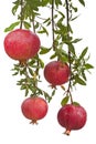 Ripe pomegranate fruit on tree branch. Royalty Free Stock Photo