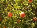 Ripe pomegranate fruit on tree branch Royalty Free Stock Photo