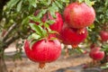 Ripe pomegranate fruit on tree branch. Royalty Free Stock Photo