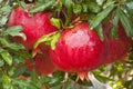 Ripe pomegranate fruit on tree branch. Royalty Free Stock Photo